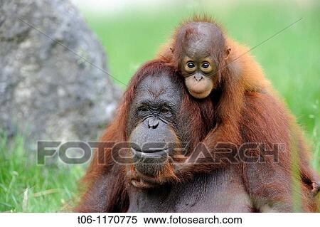 Stock Photography - Orang utan Pongo pygmaeus pygmaeus Mother with baby native to Born? o, captive, Endangered. Fotosearch