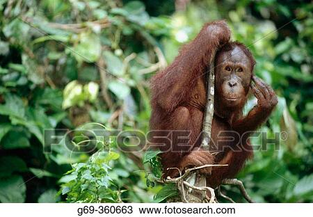 Orang-Utan (Pongo pygmaeus) sitting in the forest and looking at camera. Sabah. Borneo, Malaysia View Large Photo Image Stock Image - Orang-Utan (Pongo pygmaeus) sitting in the forest and looking at camera. Sabah. Borneo, Malaysia. Fotosearch