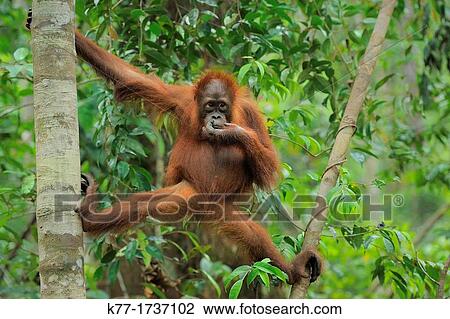 Orang Utan Pongo pygmaeus, Tanjung Puting National Park, Province Kalimantan, Borneo, Indonesia View Large Photo Image Stock Image - Orang Utan Pongo pygmaeus, Tanjung Puting National Park, Province Kalimantan, Borneo, Indonesia. Fotosearch