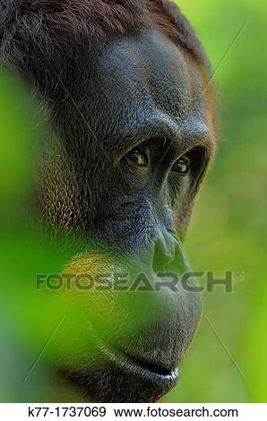 Orang Utan Pongo pygmaeus, Tanjung Puting National Park, Province Kalimantan, Borneo, Indonesia View Large Photo Image Stock Photo - Orang Utan Pongo pygmaeus, Tanjung Puting National Park, Province Kalimantan, Borneo, Indonesia. Fotosearch