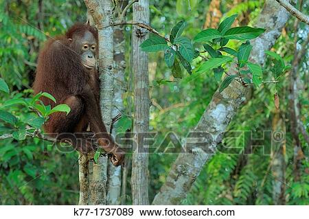 Orang Utan Pongo pygmaeus, Tanjung Puting National Park, Province Kalimantan, Borneo, Indonesia View Large Photo Image Stock Photo - Orang Utan Pongo pygmaeus, Tanjung Puting National Park, Province Kalimantan, Borneo, Indonesia. Fotosearch