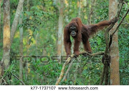 Stock Photo - Orang Utan Pongo pygmaeus, Tanjung Puting National Park, Province Kalimantan, Borneo, Indonesia. Fotosearch