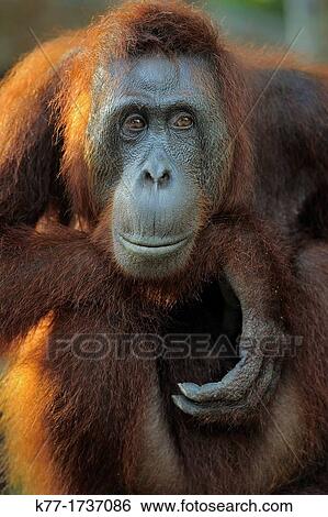 Stock Photograph - Orang Utan Pongo pygmaeus, Tanjung Puting National Park, Province Kalimantan, Borneo, Indonesia. Fotosearch