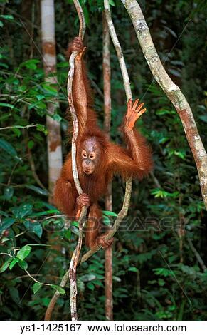 ORANG UTAN pongo pygmaeus, YOUNG HANGING FROM BRANCH, BORNEO View Large Photo Image Stock Photo - ORANG UTAN pongo pygmaeus, YOUNG HANGING FROM BRANCH, BORNEO. Fotosearch