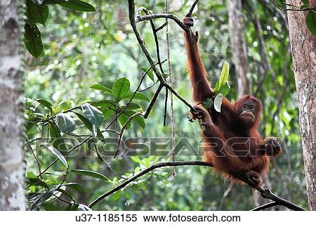 Orang utan View Large Photo Image Stock Photography - Orang utan. Fotosearch