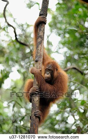 Orang utan taken at Semengoh Wildlife Centre, Sarawak, Malaysia. View Large Photo Image Stock Image - Orang utan taken at Semengoh Wildlife Centre, Sarawak, Malaysia.. Fotosearch
