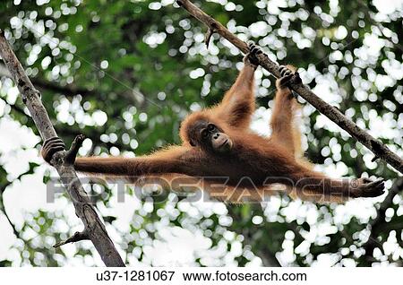 Orang utan taken at Semengoh Wildlife Centre, Sarawak, Malaysia. View Large Photo Image Stock Photo - Orang utan taken at Semengoh Wildlife Centre, Sarawak, Malaysia.. Fotosearch