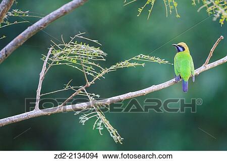 Orange-bellied Leafbird (Chloropsis hardwickii) male perched on branch. Doi Lang. Doi Pha Hom Pok National Park. Thailand. View Large Photo Image Picture - Orange-bellied Leafbird (Chloropsis hardwickii) male perched on branch. Doi Lang. Doi Pha Hom Pok National Park. Thailand.. Fotosearch