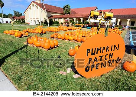 Orange color Pumpkin patch for Halloween. View Large Photo Image Stock Photo - Orange color Pumpkin patch for Halloween.. Fotosearch