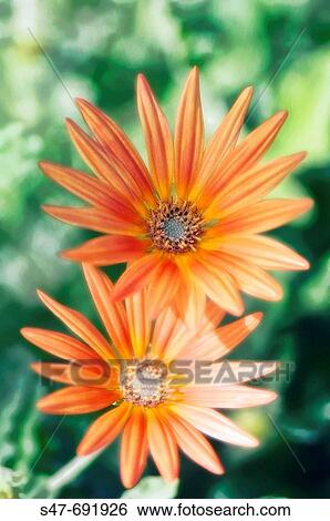 Orange Daisy Flower Duo. Osteospermum. November 2006, Maryland, USA View Large Photo Image Stock Photograph - Orange Daisy Flower Duo. Osteospermum. November 2006, Maryland, USA. Fotosearch