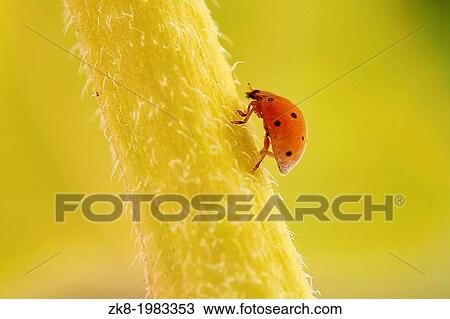 Stock Image - Orange Ladybird on a stalk of a flower.. Fotosearch