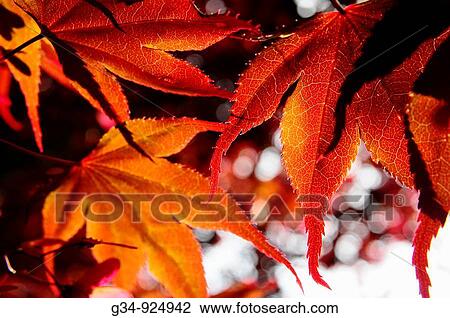 Orange leaves View Large Photo Image Stock Image - Orange leaves. Fotosearch