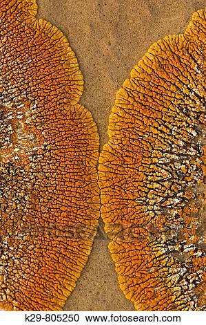 Orange lichen colony on sandstone concretion boulder face View Large Photo Image Stock Image - Orange lichen colony on sandstone concretion boulder face. Fotosearch