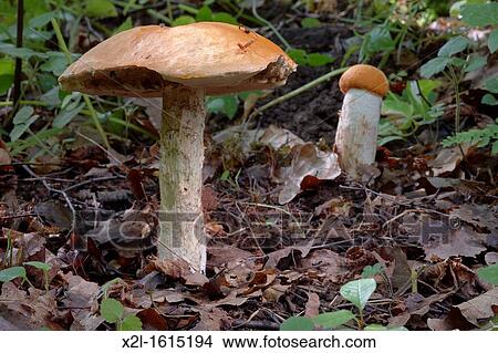 Orange scaber-stalk, or red cap bolete fruiting body Scientific name: Leccinum aurantiacum View Large Photo Image Picture - Orange scaber-stalk, or red cap bolete fruiting body Scientific name: Leccinum aurantiacum. Fotosearch