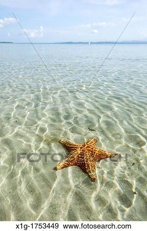 Orange sea stars at Starfish beach on Isla Colon, Bocas del Toro, Panama View Large Photo Image Stock Photo - Orange sea stars at Starfish beach on Isla Colon, Bocas del Toro, Panama. Fotosearch