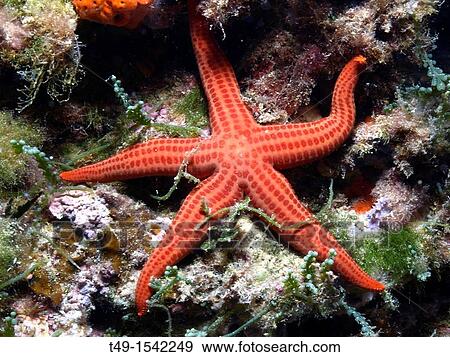orange starfish in the mediterranean View Large Photo Image Stock Photo - orange starfish in the mediterranean. Fotosearch