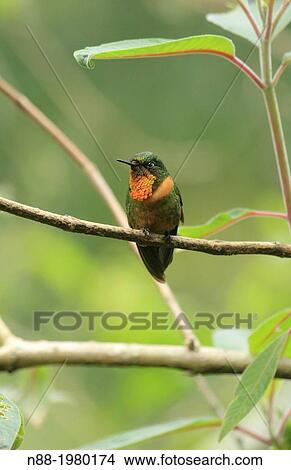 Orange-throated Sunangel hummingbird San Eusebio Cloud Forest Mrida Venezuela. View Large Photo Image Picture - Orange-throated Sunangel hummingbird San Eusebio Cloud Forest Mrida Venezuela.. Fotosearch
