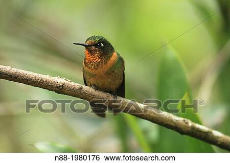 Stock Photograph - Orange-throated Sunangel hummingbird San Eusebio Cloud Forest Mrida Venezuela.. Fotosearch