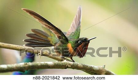 Stock Image - Orange-throtaed Sunangel hummingbird San Eusebio Cloud Forest Mrida Venezuela.. Fotosearch