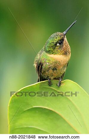 Orange-throtaed Sunangel hummingbird San Eusebio Cloud Forest Mrida Venezuela. View Large Photo Image Stock Photo - Orange-throtaed Sunangel hummingbird San Eusebio Cloud Forest Mrida Venezuela.. Fotosearch