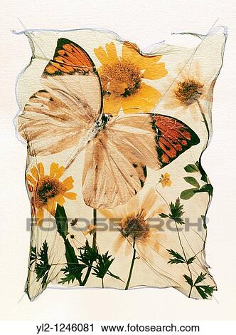 Orange tipped butterfly with wild pressed flowers in a graphic arrangement - Polaroid lift View Large Photo Image Stock Image - Orange tipped butterfly with wild pressed flowers in a graphic arrangement - Polaroid lift. Fotosearch