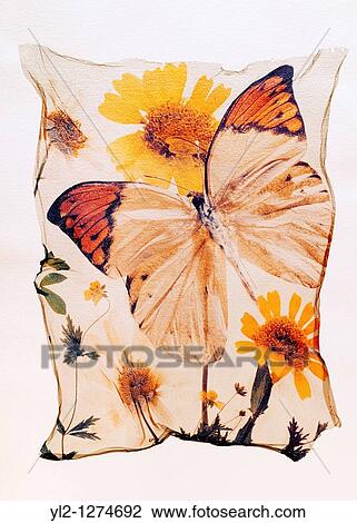 Stock Image - Orange tipped butterfly with wild flowers - Polaroid lift. Fotosearch