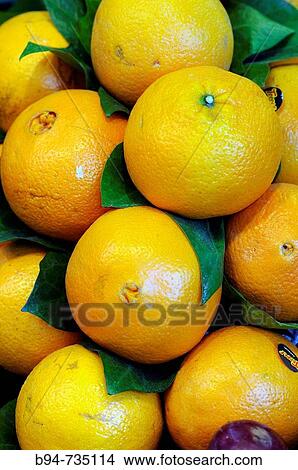 Oranges at La Boqueria market, Barcelona. Catalonia, Spain View Large Photo Image Picture - Oranges at La Boqueria market, Barcelona. Catalonia, Spain. Fotosearch