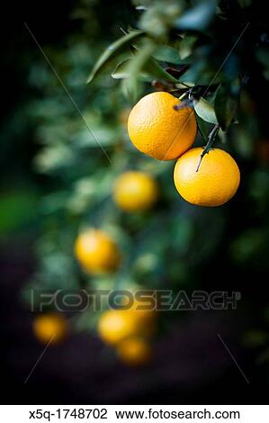 Stock Image - Oranges on the tree, Andalusia, Spain. Fotosearch