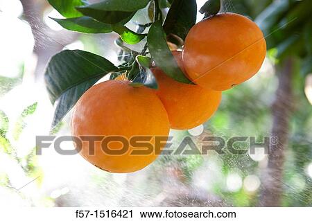 Oranges View Large Photo Image Stock Image - Oranges. Fotosearch