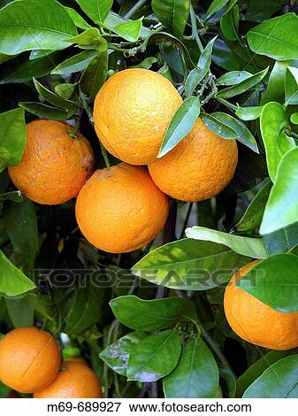 Oranges View Large Photo Image Stock Photo - Oranges. Fotosearch