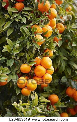 Oranges. Valencia, Comunidad Valenciana, Spain View Large Photo Image Stock Photo - Oranges. Valencia, Comunidad Valenciana, Spain. Fotosearch