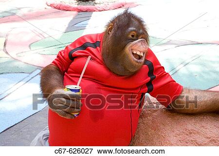 Stock Photo - Orangutan in Thai Zoo. Fotosearch