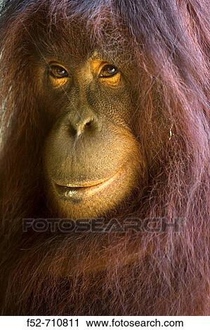 Orangutan (Pongo pygmaeus), Malaysia, Borneo, Sabah. View Large Photo Image Stock Image - Orangutan (Pongo pygmaeus), Malaysia, Borneo, Sabah.. Fotosearch