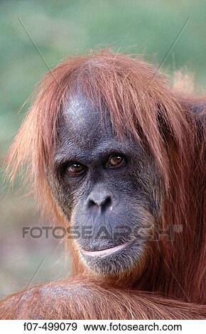 Orangutan (Pongo pygmaeus) View Large Photo Image Stock Photo - Orangutan (Pongo pygmaeus). Fotosearch