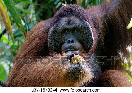Orangutan. Semengoh Wildlife Centre, Sarawak, Malaysia. View Large Photo Image Picture - Orangutan. Semengoh Wildlife Centre, Sarawak, Malaysia.. Fotosearch