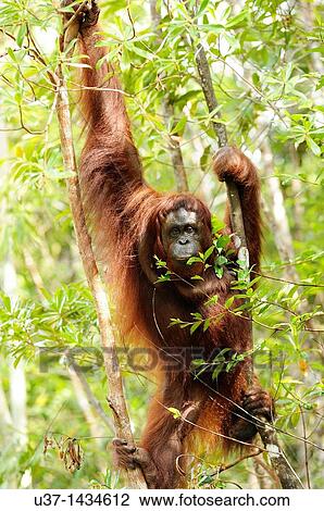Orangutan. Semengoh Wildlife Centre, Sarawak, Malaysia. View Large Photo Image Stock Image - Orangutan. Semengoh Wildlife Centre, Sarawak, Malaysia.. Fotosearch