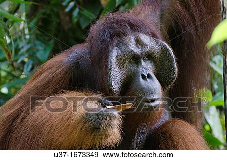 Stock Photo - Orangutan. Semengoh Wildlife Centre, Sarawak, Malaysia.. Fotosearch