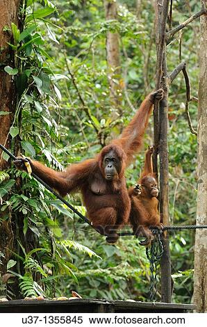 Orangutan. Semengoh Wildlife Centre, Sarawak, Malaysia. View Large Photo Image Stock Photography - Orangutan. Semengoh Wildlife Centre, Sarawak, Malaysia.. Fotosearch