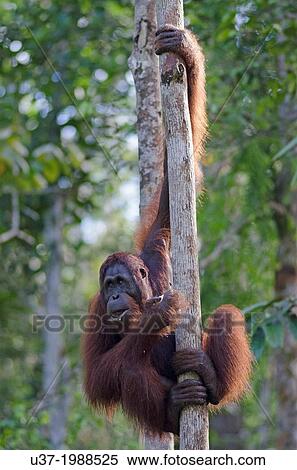 Stock Photography - Orangutan. Semengoh Wildlife Centre, Sarawak, Malaysia.. Fotosearch