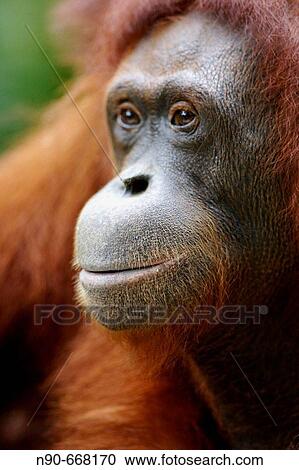 Orangutan View Large Photo Image Stock Image - Orangutan. Fotosearch