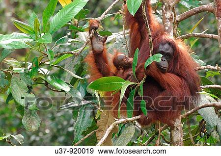 Stock Photo - Orangutan. Fotosearch