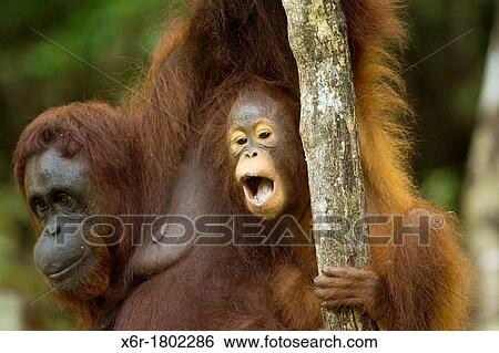 Orangutang View Large Photo Image Stock Photograph - Orangutang. Fotosearch