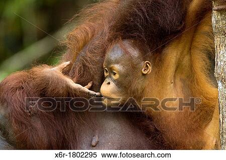 Orangutang View Large Photo Image Stock Photography - Orangutang. Fotosearch