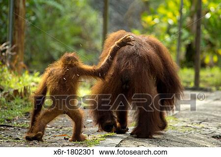 Orangutans, Borneo View Large Photo Image Stock Image - Orangutans, Borneo. Fotosearch