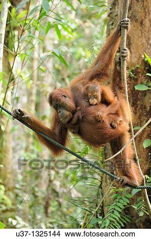 Orangutans. Semengoh Wildlife Centre, Sarawak, Malaysia. View Large Photo Image Picture - Orangutans. Semengoh Wildlife Centre, Sarawak, Malaysia.. Fotosearch