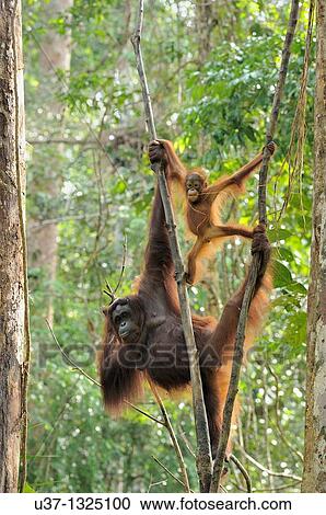 Stock Image - Orangutans. Semengoh Wildlife Centre, Sarawak, Malaysia.. Fotosearch