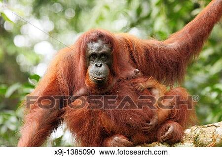 Orangutans. Semengoh Wildlife Centre, Sarawak, Malaysia View Large Photo Image Stock Image - Orangutans. Semengoh Wildlife Centre, Sarawak, Malaysia. Fotosearch