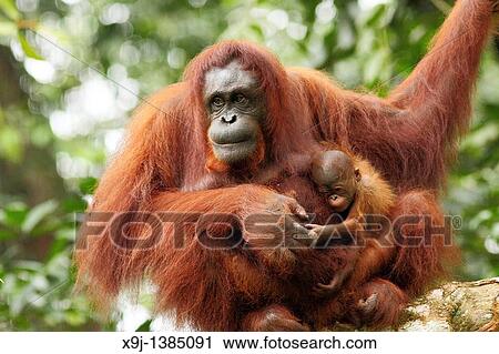 Orangutans. Semengoh Wildlife Centre, Sarawak, Malaysia View Large Photo Image Stock Image - Orangutans. Semengoh Wildlife Centre, Sarawak, Malaysia. Fotosearch