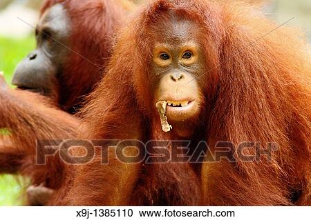 Orangutans. Semengoh Wildlife Centre, Sarawak, Malaysia View Large Photo Image Stock Image - Orangutans. Semengoh Wildlife Centre, Sarawak, Malaysia. Fotosearch