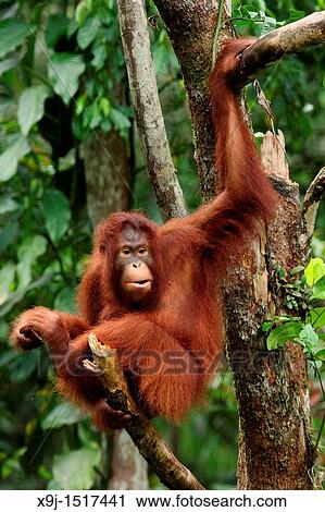 Orangutans. Semengoh Wildlife Centre, Sarawak, Malaysia. View Large Photo Image Stock Image - Orangutans. Semengoh Wildlife Centre, Sarawak, Malaysia.. Fotosearch